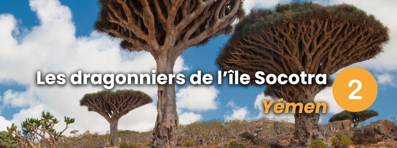 Forêts atypiques en Asie - Les Dragonniers de l'île Socle au Yémen
